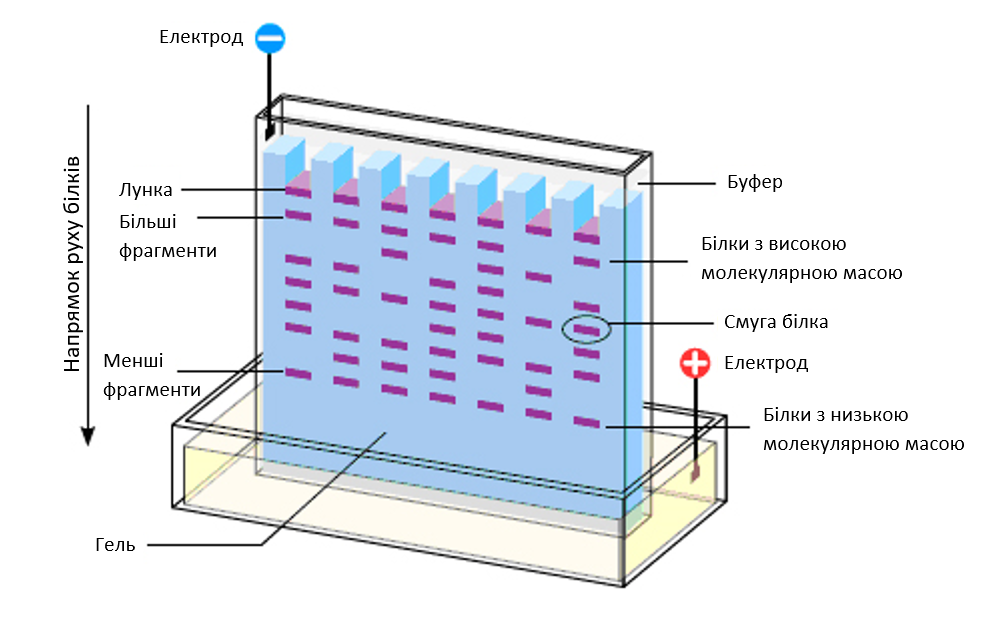 Схема гелю з розподіленими у ньому протеїнами