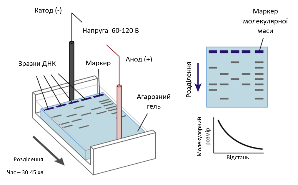 Принцип виконання горизонтального електрофорезу нуклеїнових кислот