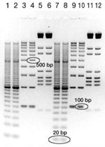 Приклад вигляду електрофореграми з використанням гелю ReadyAgarose 3%