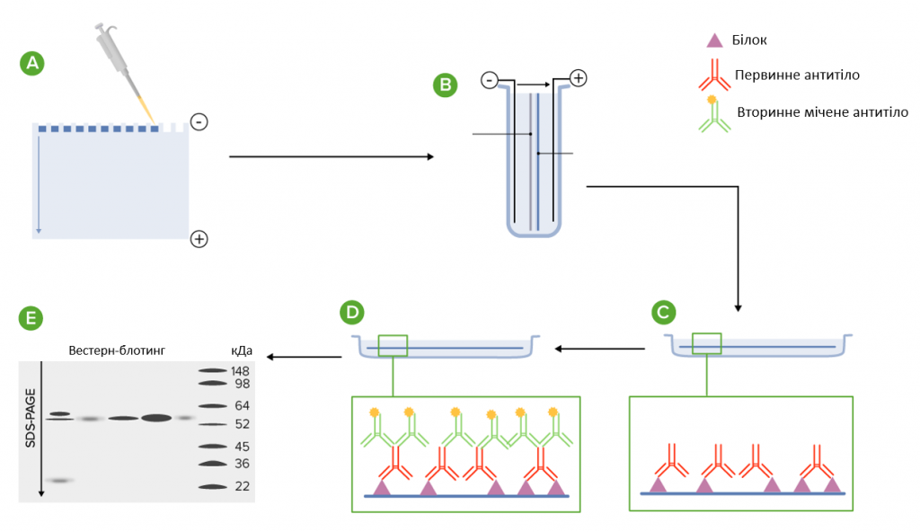 Схема проведення вестерн-блотингу