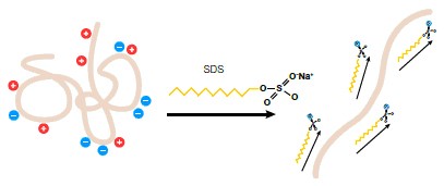 Механізм функціонування SDS
