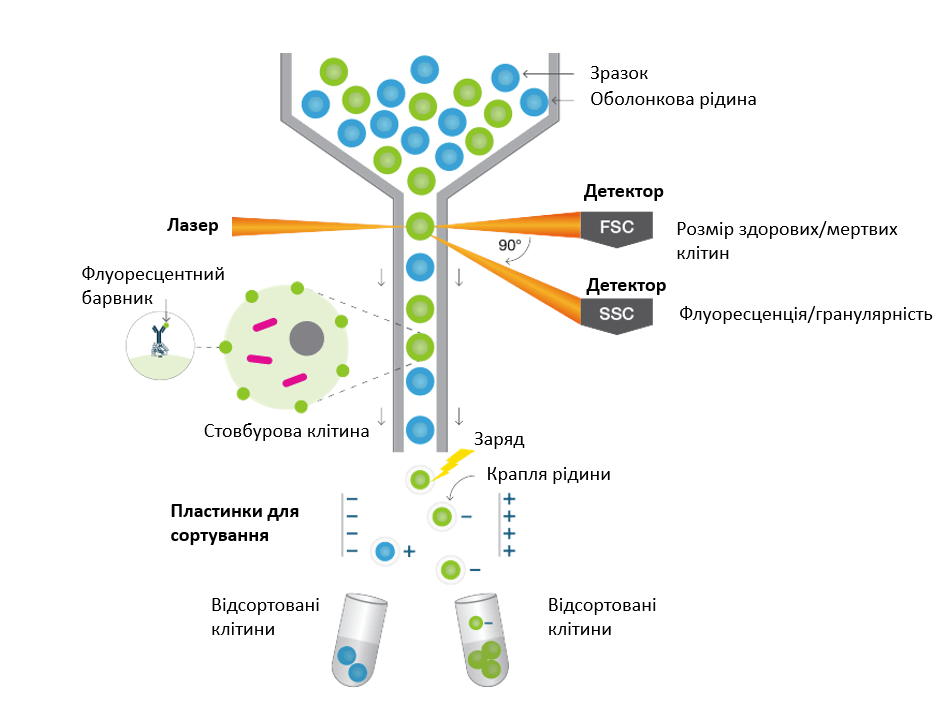 Схема сортування клітин
